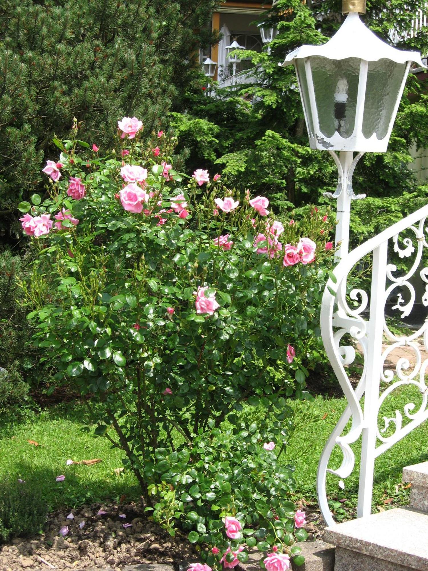 Silberkoenig Schwarzwald Hotel & Restaurant Ringhotel Gutach im Breisgau Kültér fotó